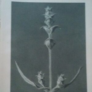 1928 Blossfeldt Plate 99